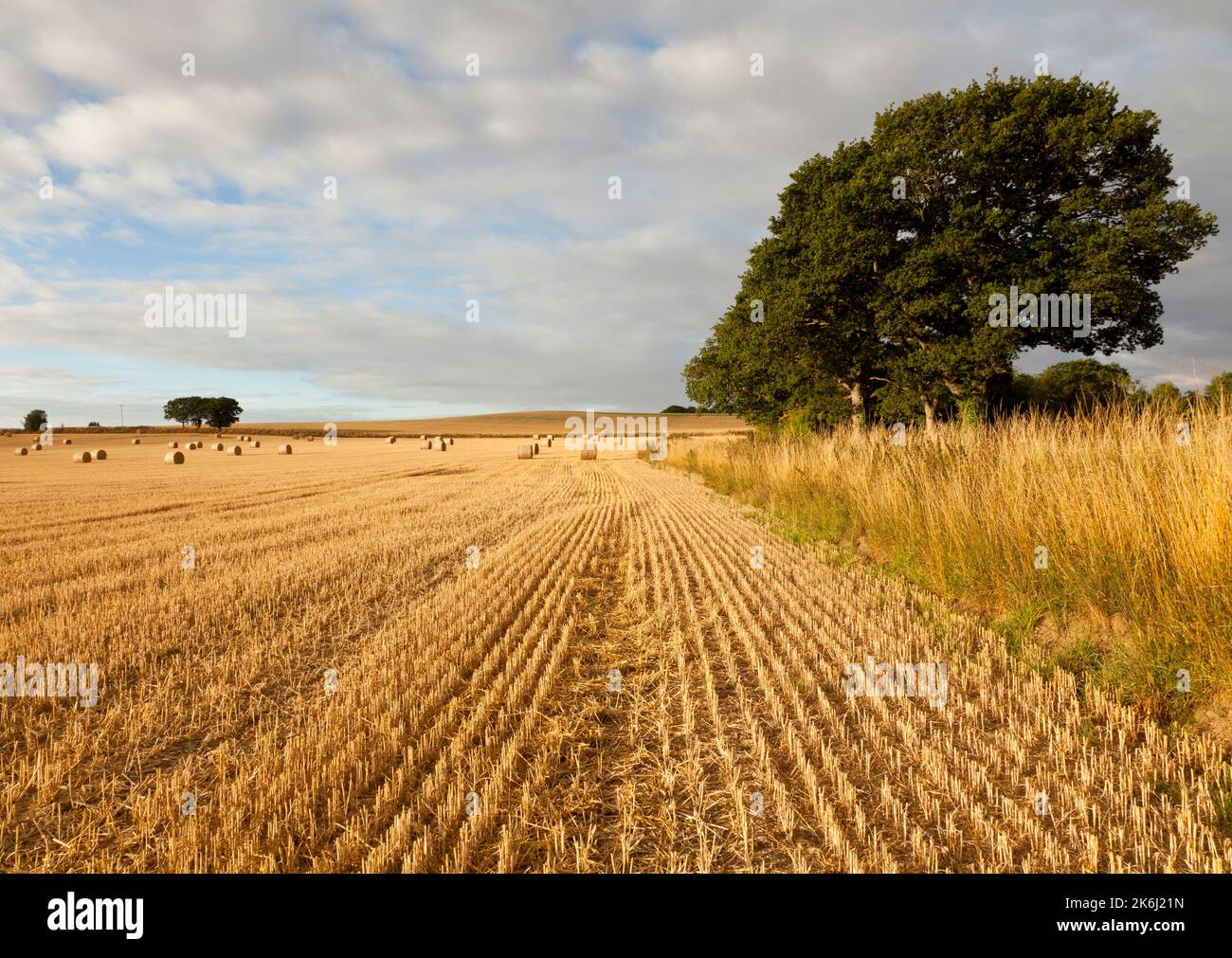 Landschaft aus Stoppeln, Bäumen und runden Ballen Stockfoto