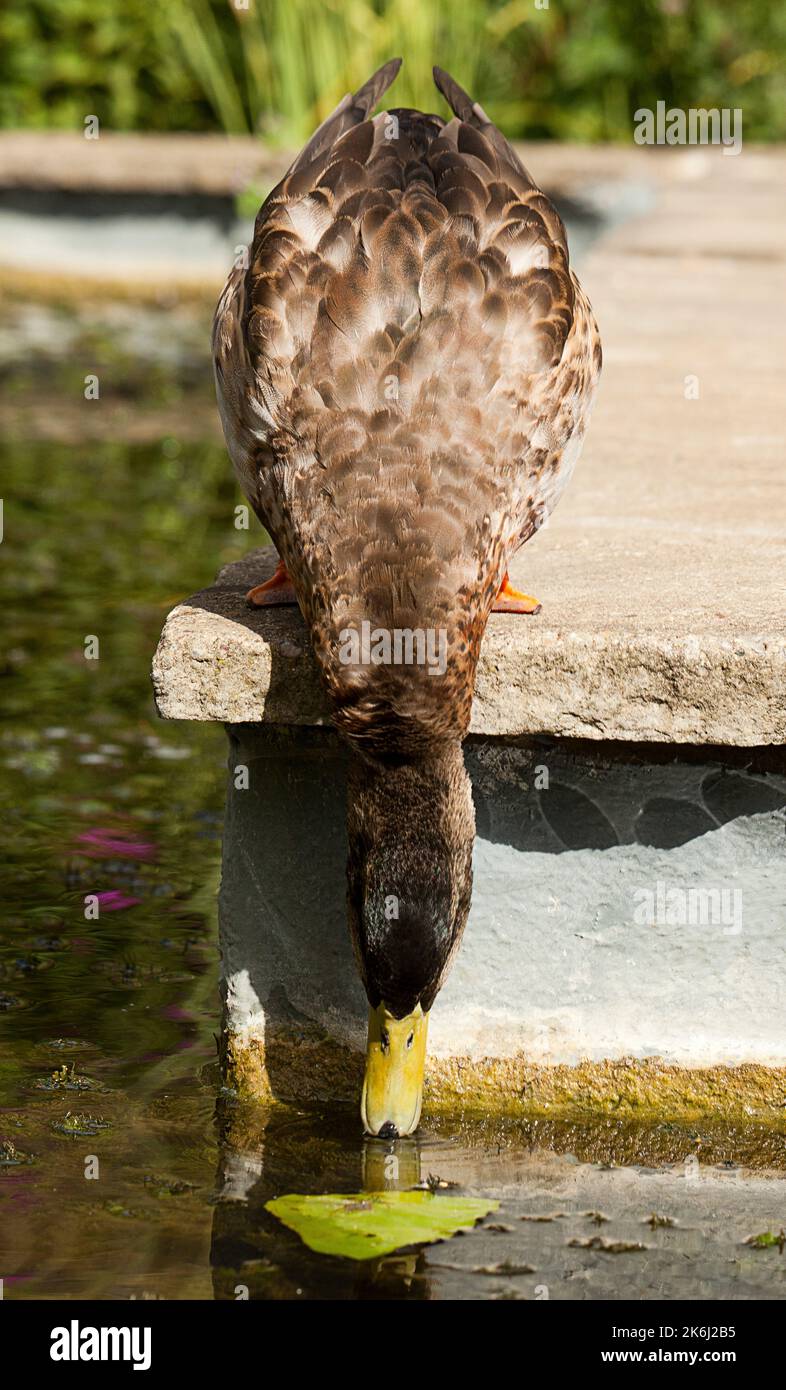 Eine weibliche Mallard Ente trinkt Stockfoto