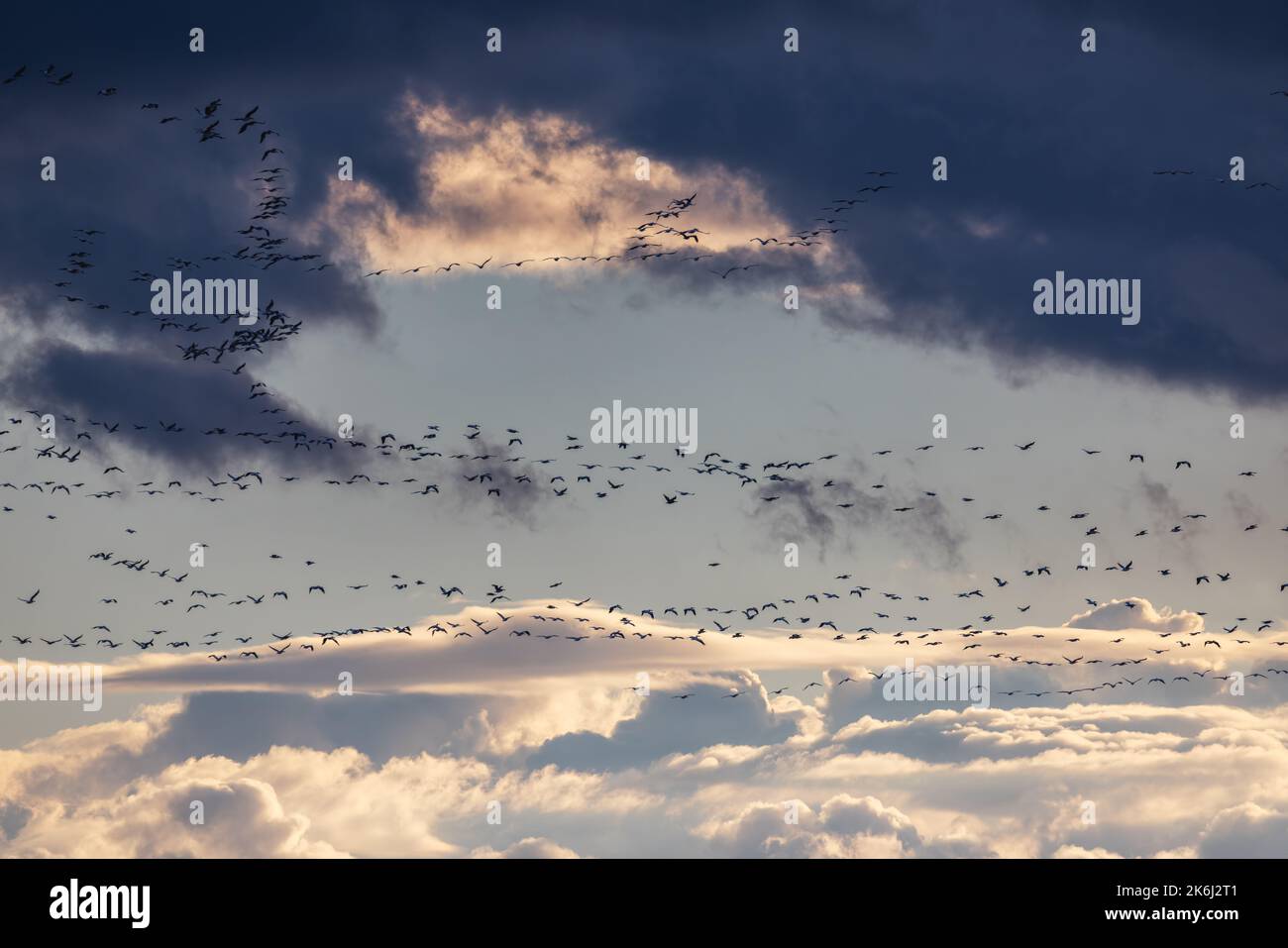 Pelikanherden, die bei Sonnenuntergang fliegen, Vogelschar und Wolken Stockfoto