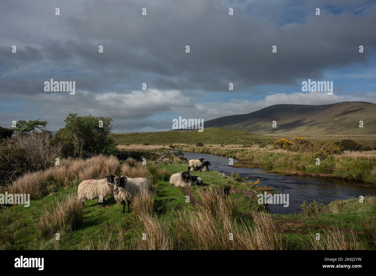 Schafe am Owenduff River, eine beeindruckende Landschaft der riesigen und abgelegenen Torfgebiete am Rand des Wild Nephin National Park, co Mayo, Irland. Stockfoto