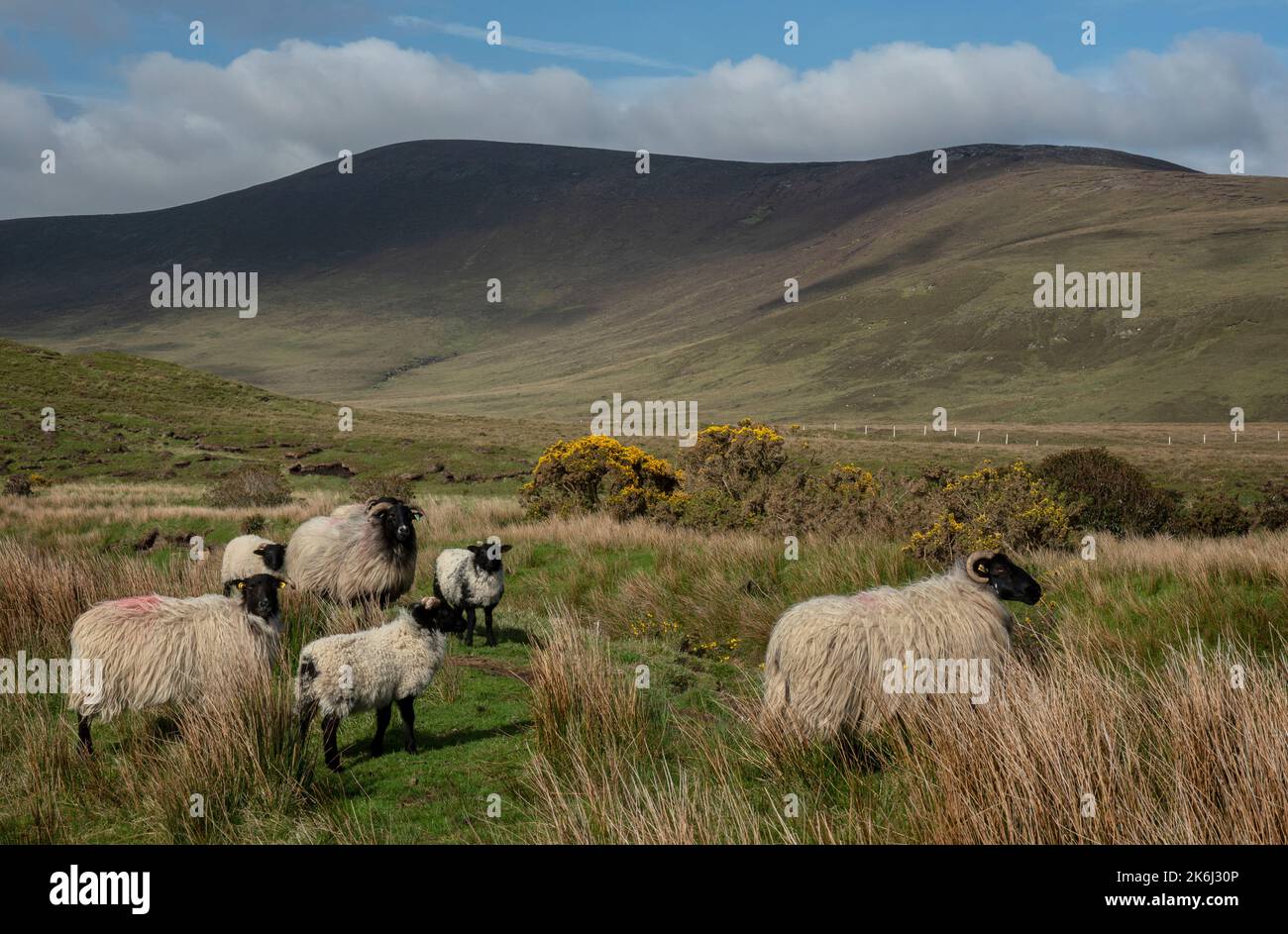 Schafe in einer eindrucksvollen Landschaft der weiten und abgelegenen Torfgebiete am Rande des Wild Nephin National Park, co Mayo, Irland. Stockfoto