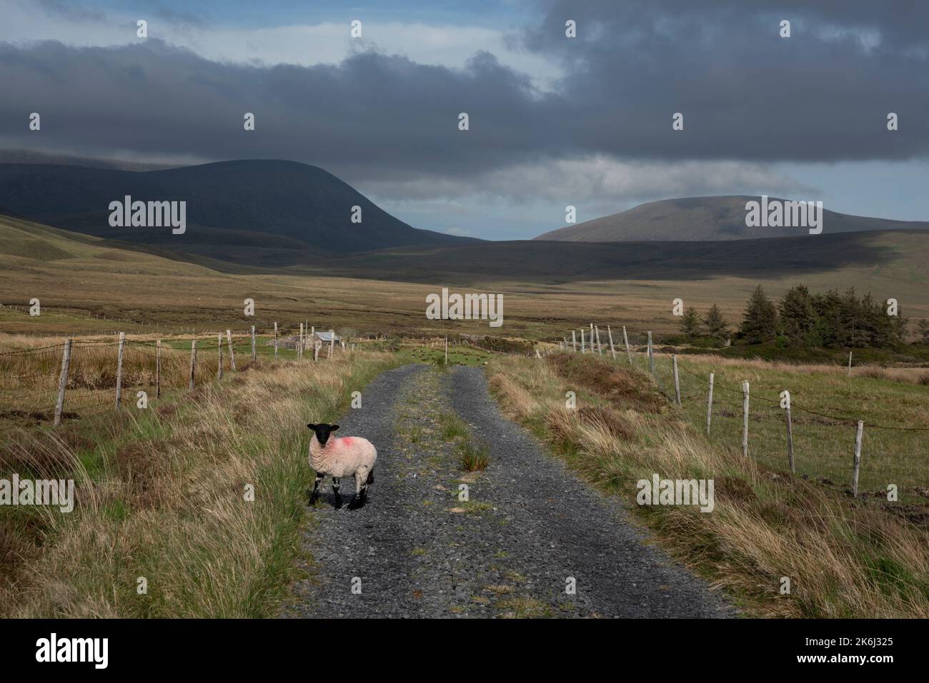 Schafe in einer eindrucksvollen Landschaft der weiten und abgelegenen Torfgebiete am Rande des Wild Nephin National Park, co Mayo, Irland. Stockfoto