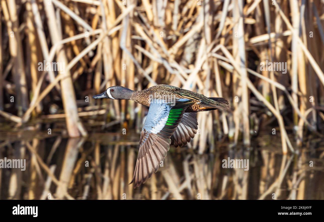 Ein blaues geflügeltes Teal, das durch einen Feuchtlandkorridor mit bunten Flügelfedern fliegt. Aus nächster Nähe betrachtet. Stockfoto