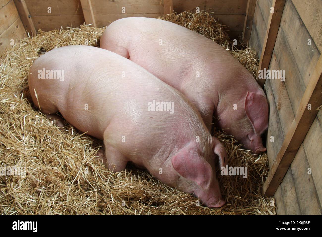 Zwei Farmschweine schlafen auf Stroh in einem Holzstift. Stockfoto