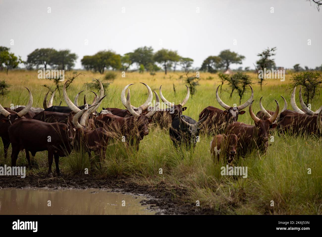 Herde langgehörnter Ankole-Rinder in Uganda, Ostafrika Stockfoto