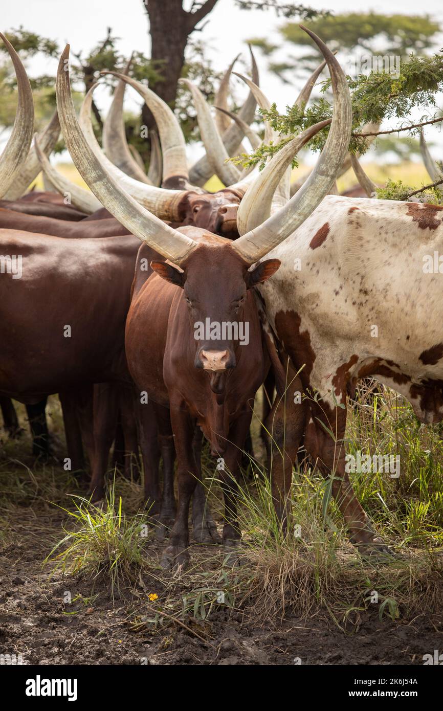 Herde langgehörnter Ankole-Rinder in Uganda, Ostafrika Stockfoto