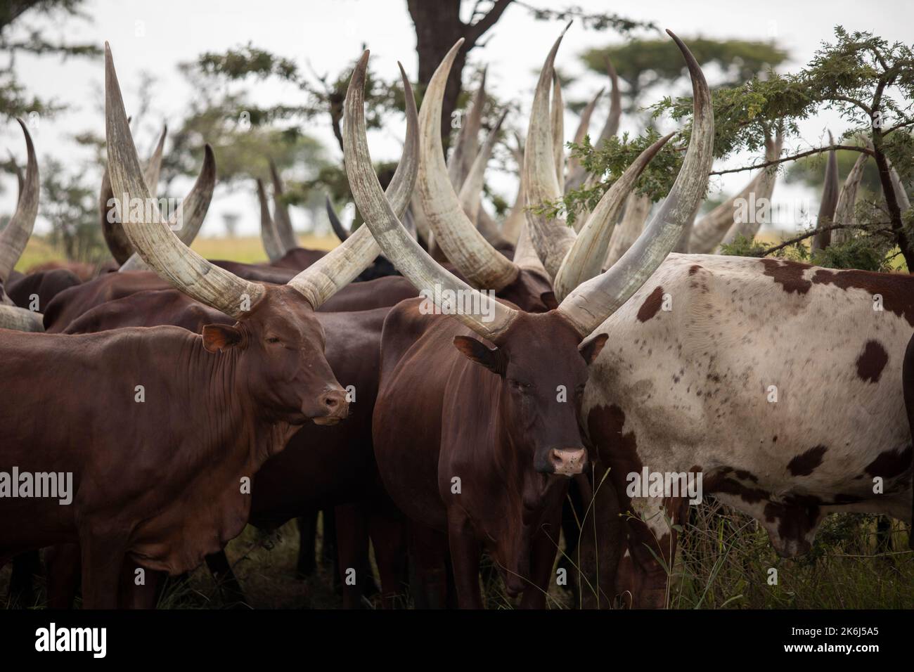 Herde langgehörnter Ankole-Rinder in Uganda, Ostafrika Stockfoto