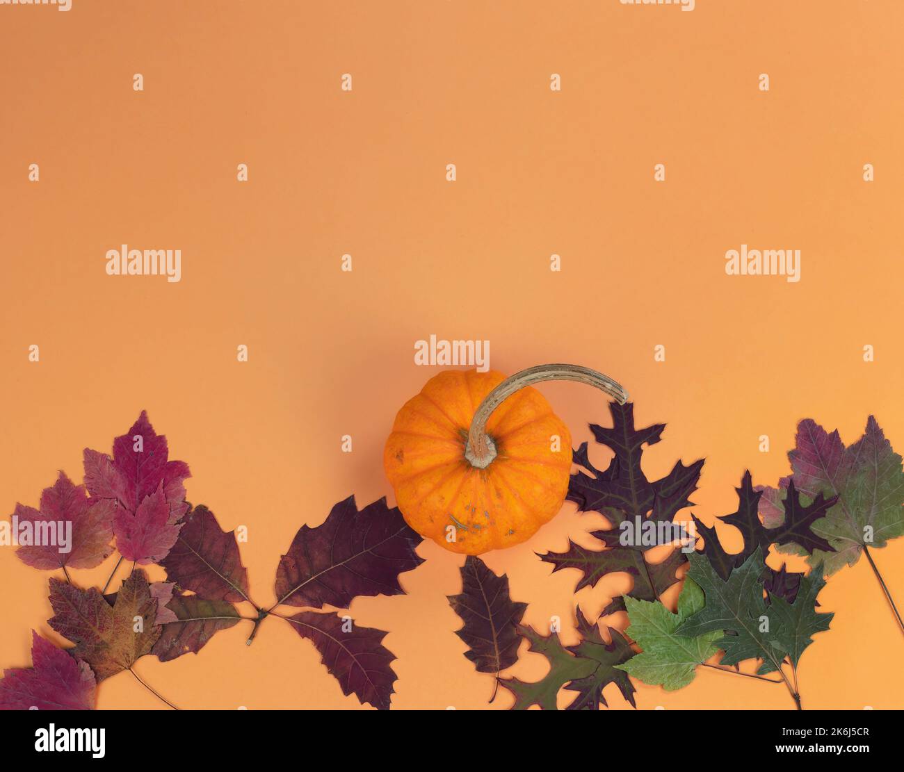 Herbstkonzept Kürbis und Blätter auf massivem orangefarbenem Hintergrund für die Festtage von Halloween oder Thanksgiving Stockfoto