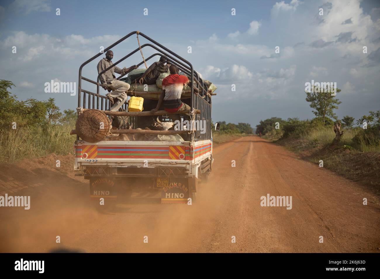 LKW mit Rindern und Passagieren, die eine staubige Autobahn im Amuria District, Uganda, Ostafrika, befahren. Stockfoto