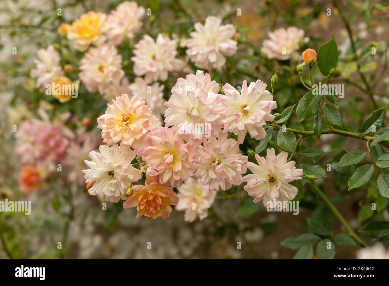Nahaufnahme einer wunderschönen Kletterrose mit gelben, prink-weißen Blütenblättern, die in einem Garten in Großbritannien gegen eine Wand blühen. England, Großbritannien Stockfoto
