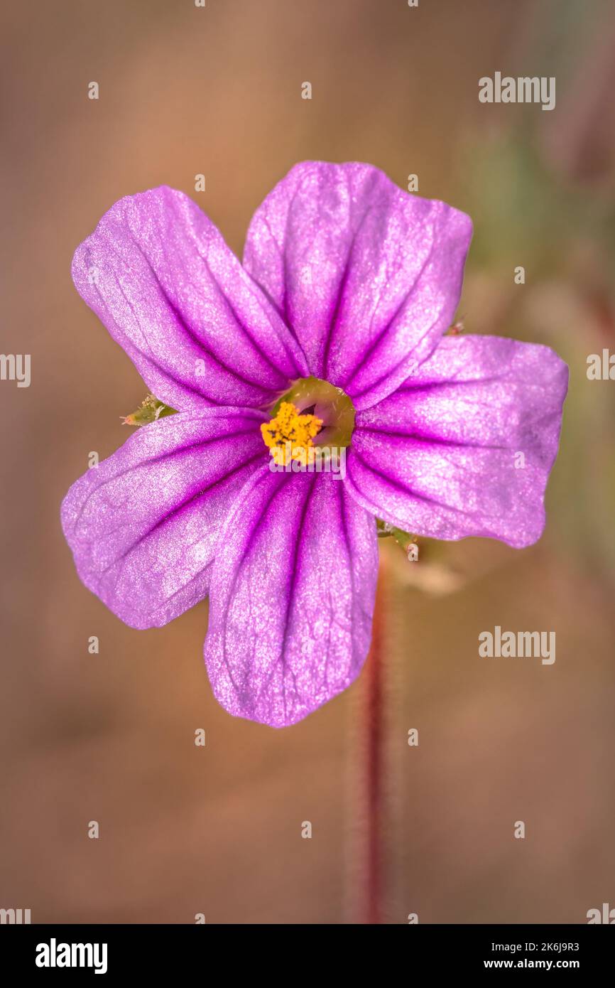 (Erodium botrys) Mittelmeerstorchschnabel Wilde Blume im Frühling, Kapstadt, Südafrika Stockfoto