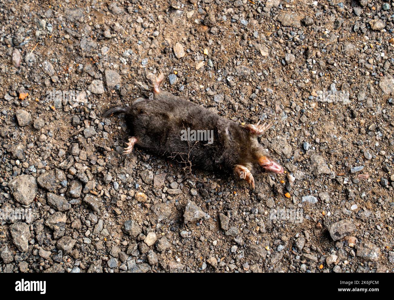 Körper eines toten Maulwurfs (Talpa europaea) Stockfoto