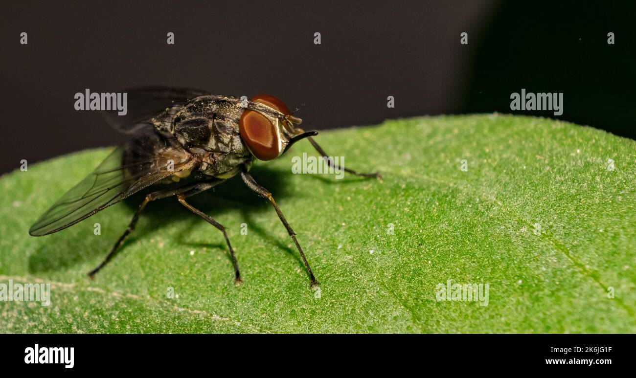 Makrobild einer gewöhnlichen Hausfliege, die auf einer Pflanze mit unscharfem Hintergrund und selektivem Fokus sitzt. Nahaufnahme eines Hauses fliegen auf einem Blatt Stockfoto