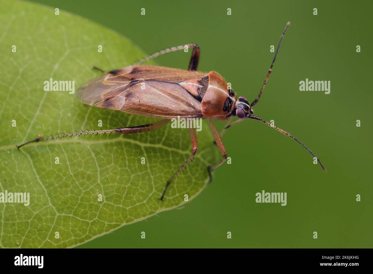 Harpocera thoracica Mirid-Käfer in Ruhe auf dem Blatt. Tipperary, Irland Stockfoto