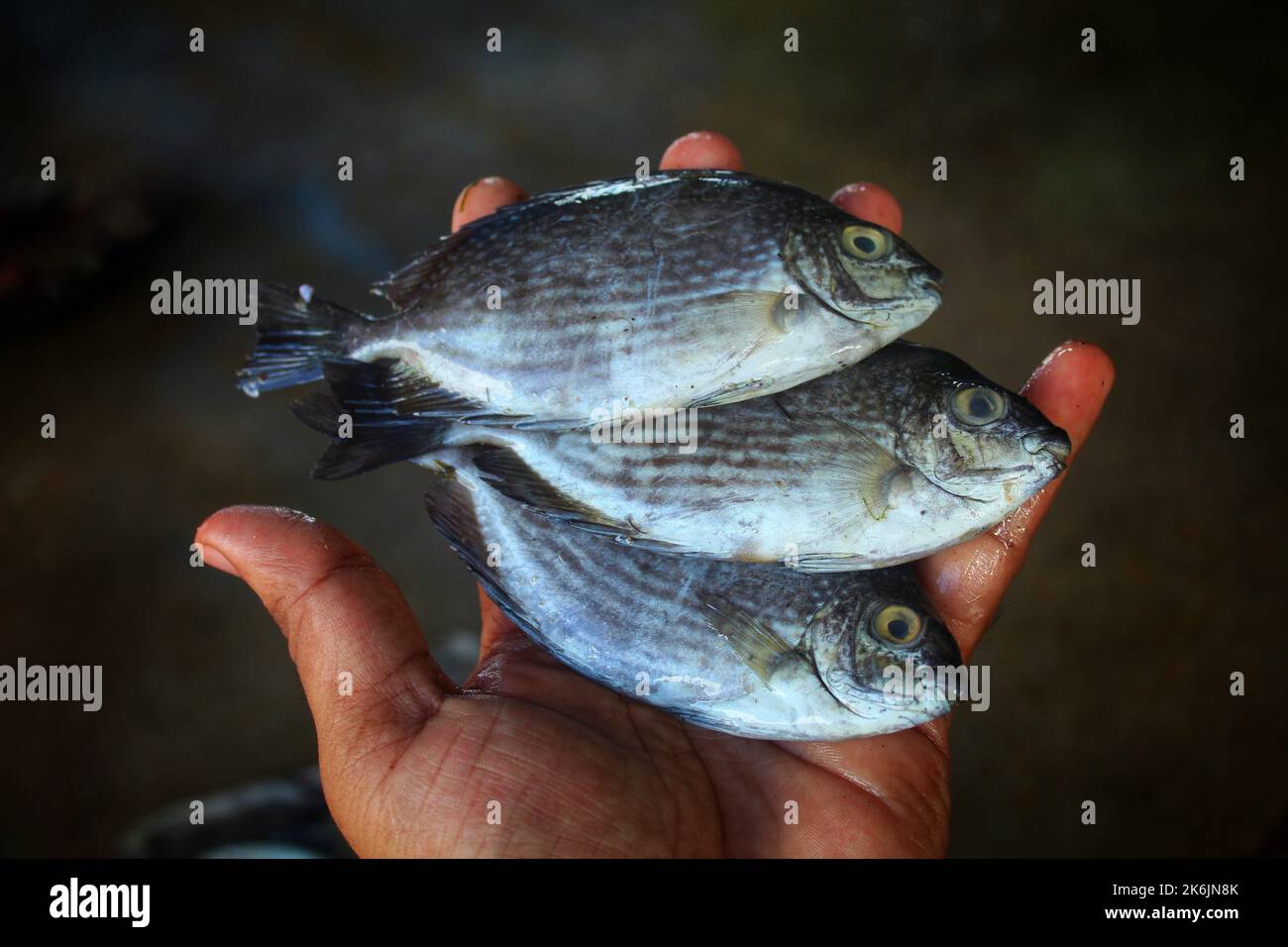 Marine gefleckte Spinfoot Fische in der Hand in schönen unscharfen Hintergrund Stockfoto