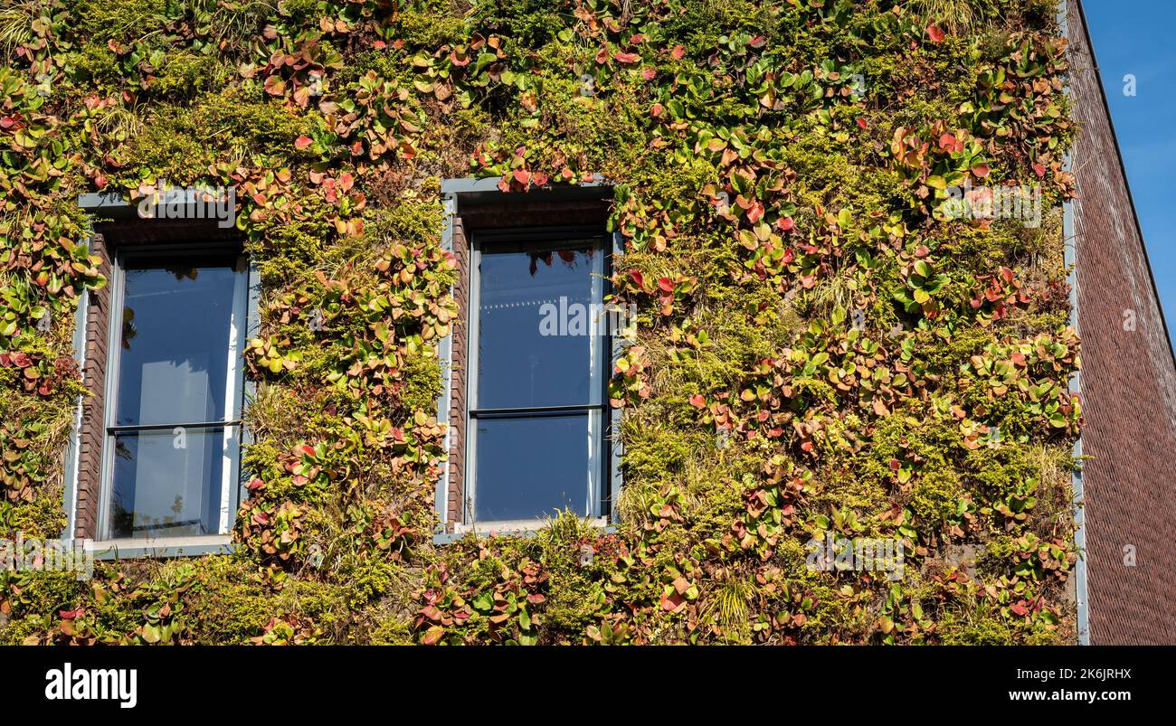Detail der Pflanzen wächst an der Fassade des modernen umweltfreundlichen Gebäudes, vertikalen Garten an der Wand Stockfoto