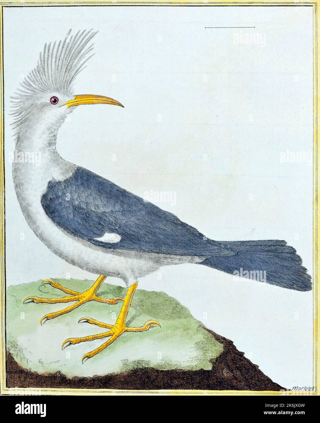 Hoopoe Starling von Francois-Nicolas Martinet - der Hoopoe-Starling (Fregilupus varius), auch bekannt als Reunion-Star oder Bourbon-Haubenstarling, ist eine Art von Starling, der auf der Mascarene-Insel Reunion lebte und im Jahr 1850s ausstarb. Stockfoto