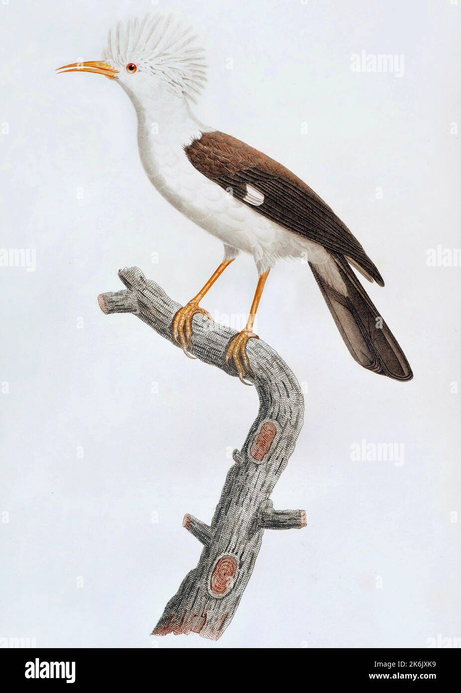Der Hoopoe Starling von Jacques Barraband - Hoopoe Starling (Fregilupus varius), auch bekannt als Reunion-Star oder Bourbon-Haubenstarling, ist eine Art von Starling, der auf der Mascarene-Insel Reunion lebte und im Jahr 1850s ausgestorben wurde. Stockfoto