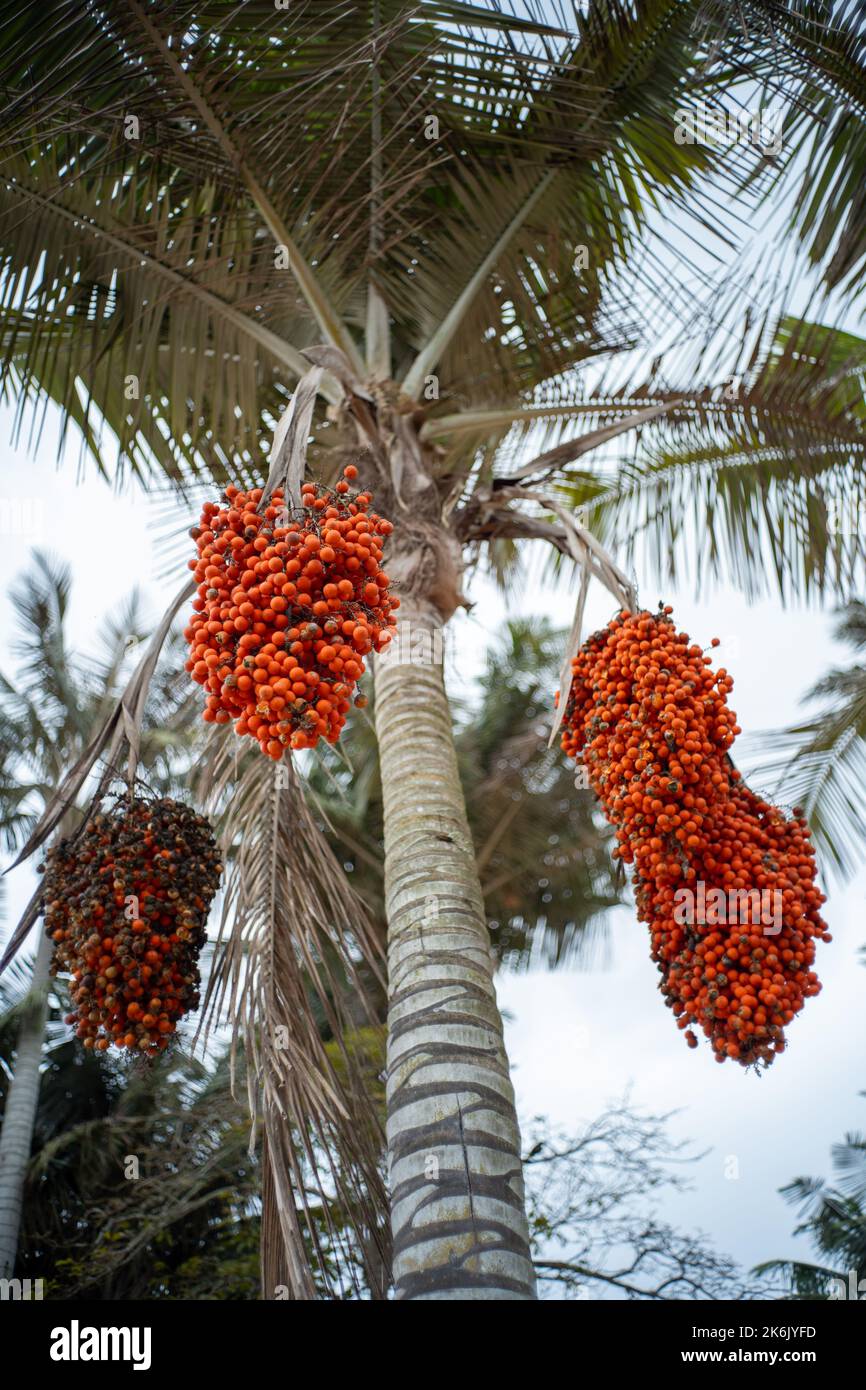 Palme mit kleinen Orangenfrüchten bekannt als Moriche Palm, Ité Palm, Ita, Buriti, Muriti, (Mauritia flexuosa) an einem wolkigen Tag Stockfoto