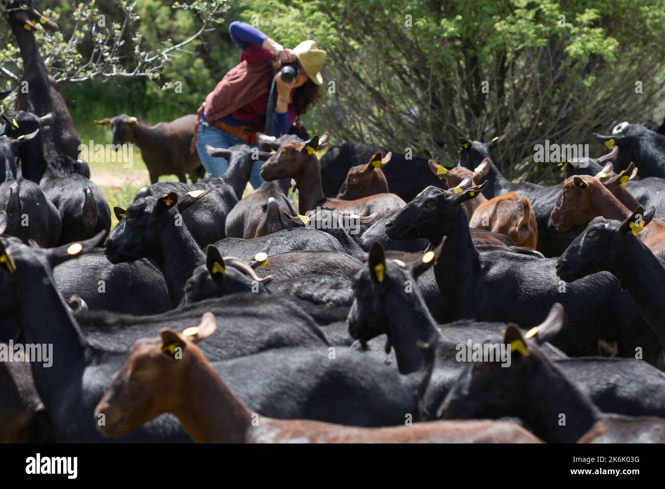 Fotografin fotografiert eine Herde von Manchegan-Schafen. Stockfoto
