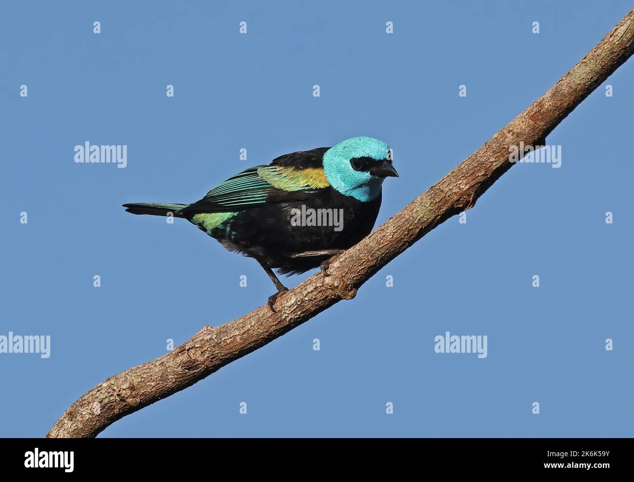 Blauhaltiger Tanager (Tangara cyanicollis melanogaster) Erwachsener, der auf dem Zweig Rio Azul, Brasilien, thront. Juli Stockfoto