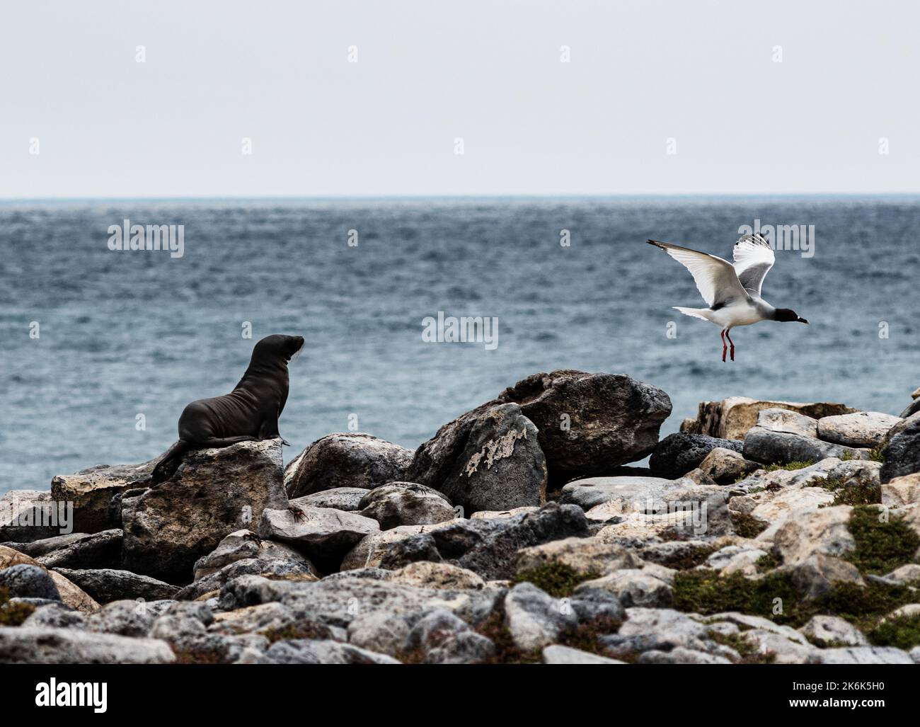 Landschaft von Plaza Island mit einem Seelöwen und einer Schwalbenschwanzmöwe, Galapagos, Ecuador, Südamerika Stockfoto