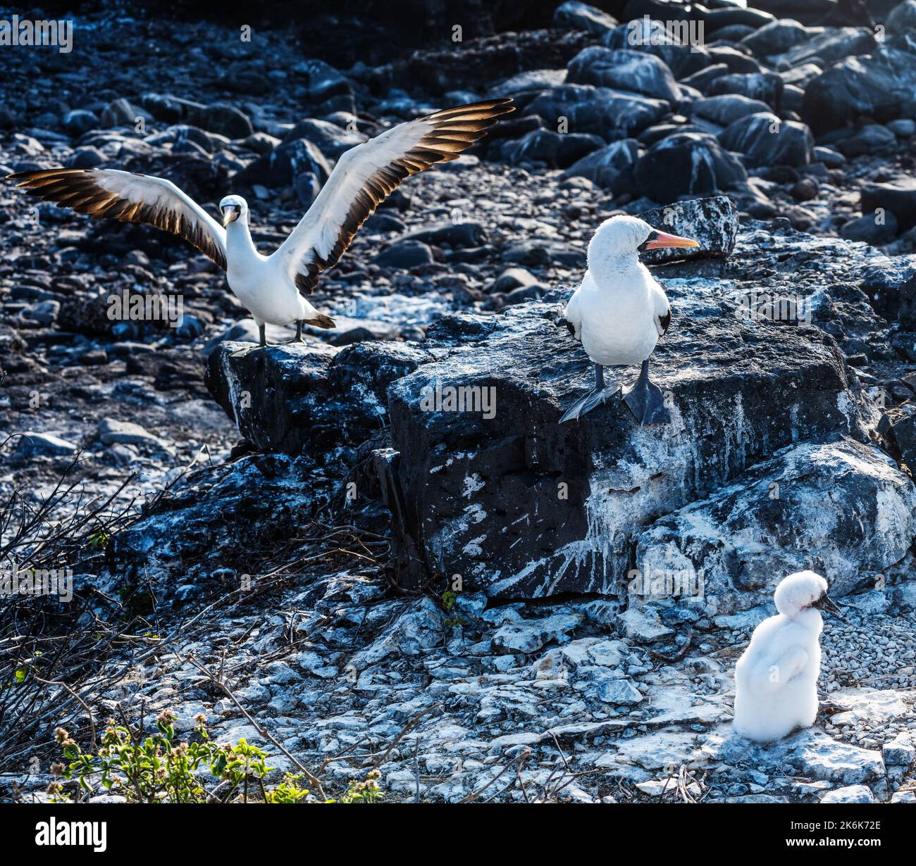 The Nazca boobies, (Sula granti) auf der Insel Espanola, den Galapagos-Inseln, Ecuador, Südamerika Stockfoto