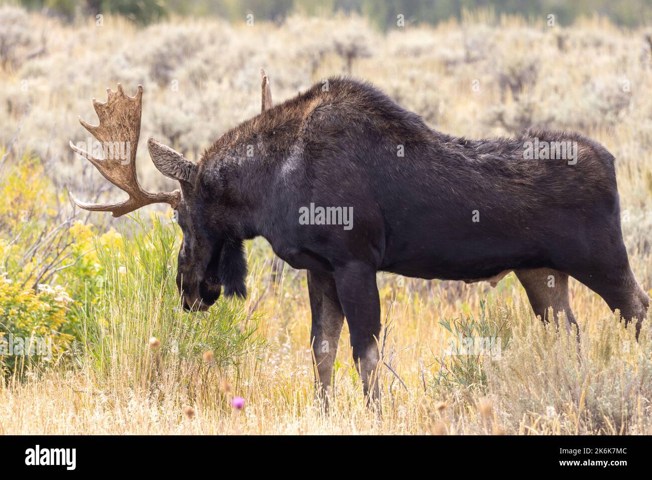 Bullmoose während der Rut im Herbst in Wyoming Stockfoto