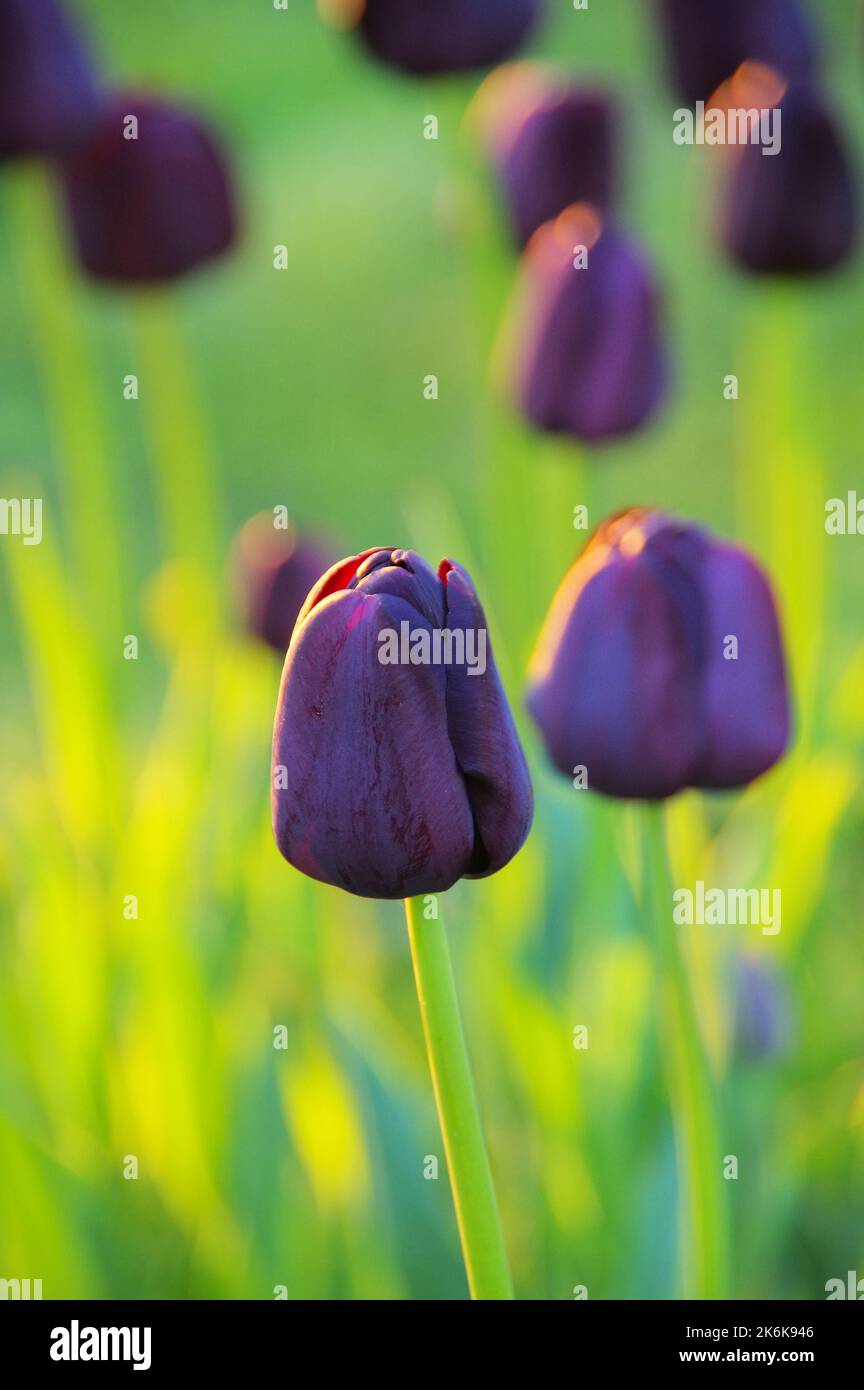 tulip Queen of Night Stockfoto