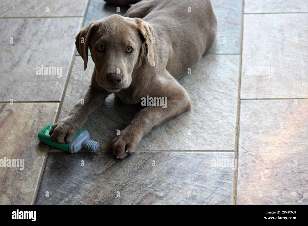 Silber Labrador Welpen weiblich 19 Wochen Stockfoto