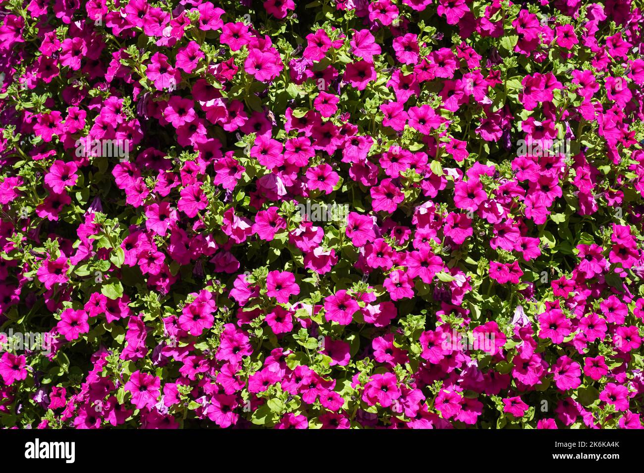 Blühende lila Blumen auf einem Strauch in einem Garten Stockfoto