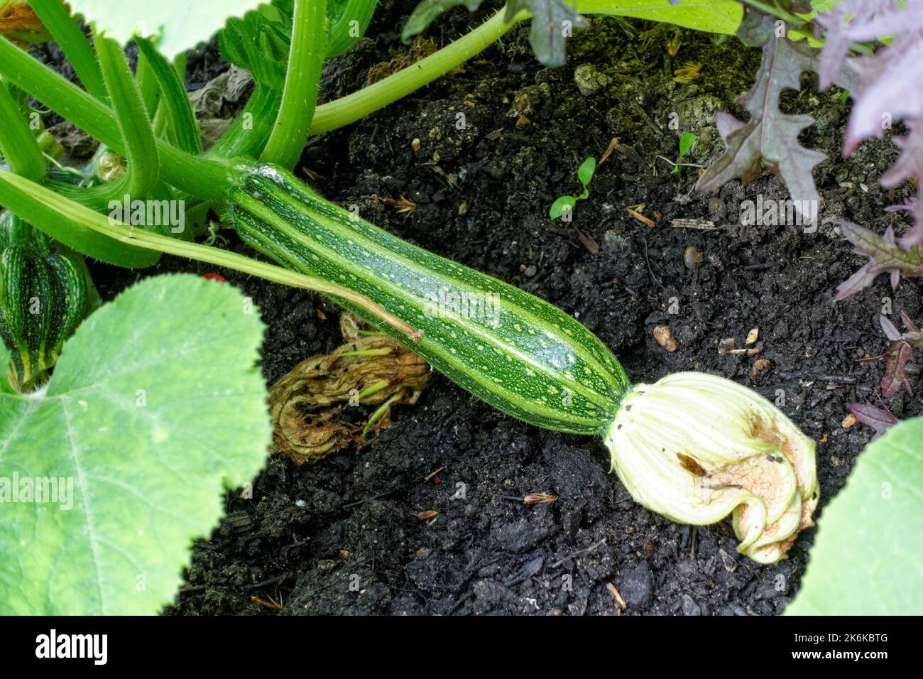 Zucchini oder Zucchini, die in einem Garten wachsen Stockfoto