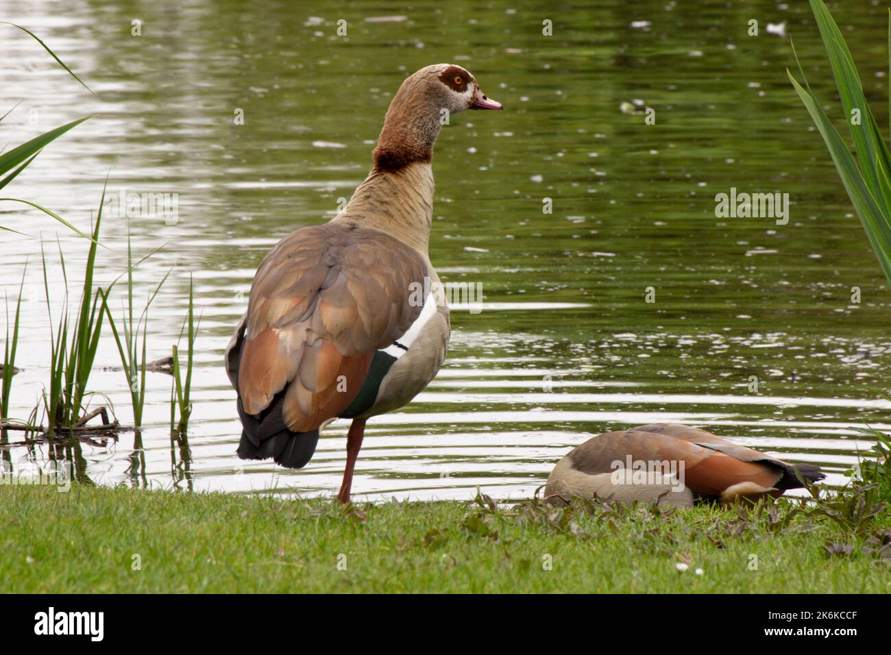 Ente in einem Amsterdamer Park Stockfoto