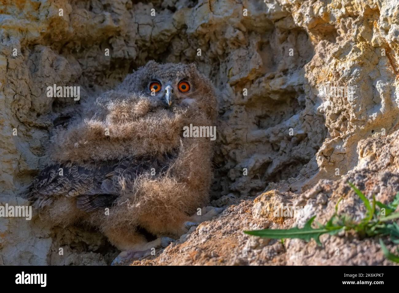 Jungvögel von Eurasischen Adlereulen oder Bubo in der Nähe seines Nestes in der Steppe Stockfoto