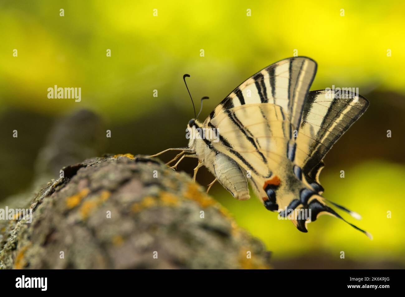 Nahaufnahme des seltenen Schwalbenschwanzes oder Iphiclides podalirius, auch bekannt als Segel-Schwalbenschwanz oder Birnenbaum-Schwalbenschwanz. Makrofotografie Stockfoto