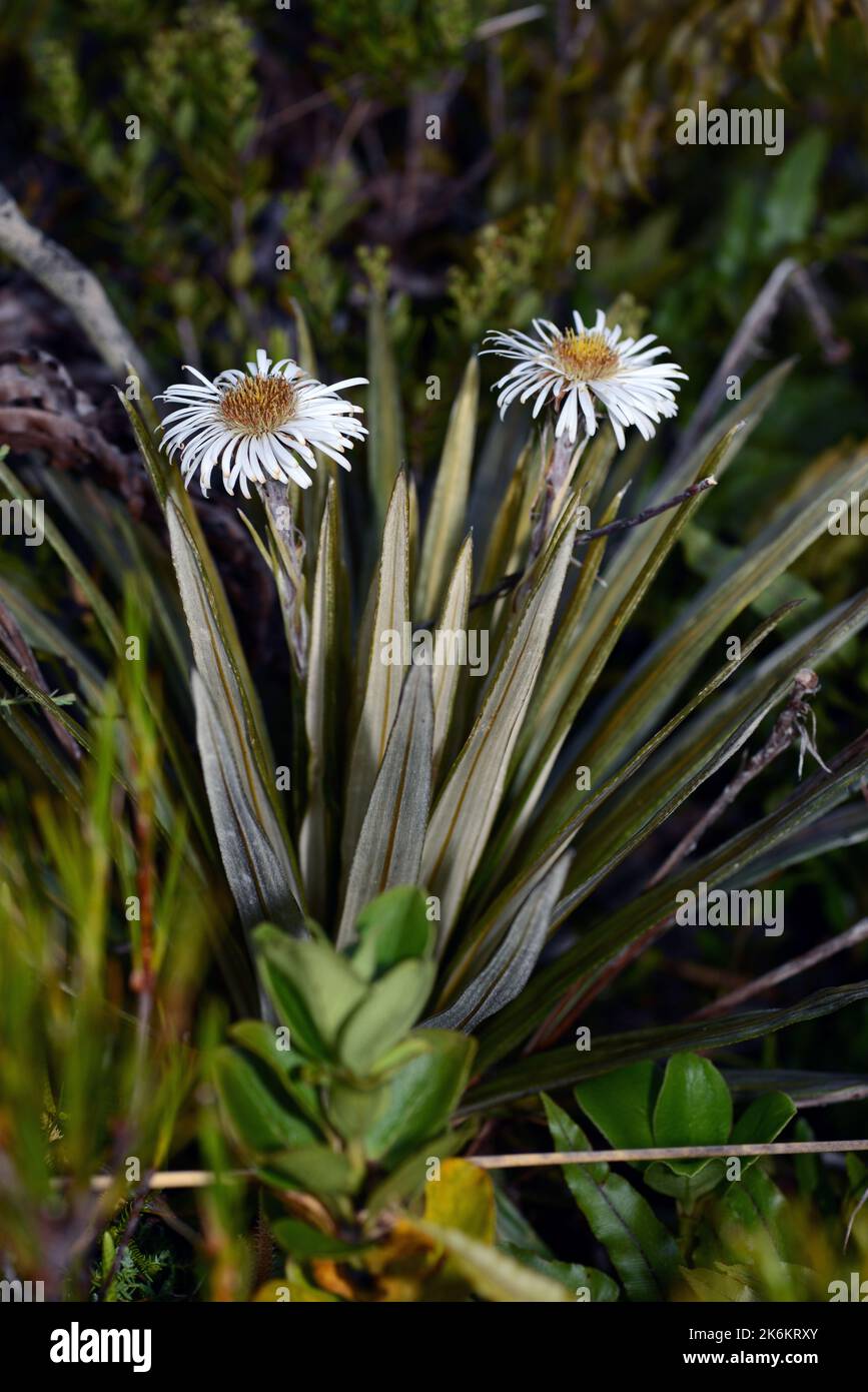 Große Gebirgsdaisy (Celmisia) wächst in alpinem Lebensraum am Arthur's Pass in den südlichen Alpen, Neuseeland Stockfoto