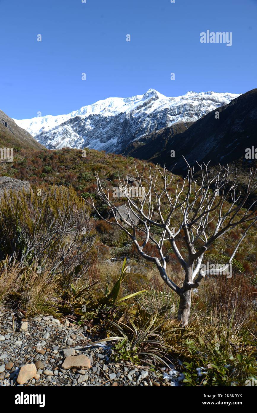 Alpenlandschaft am Arthur's Pass in den südlichen Alpen, Neuseeland Stockfoto