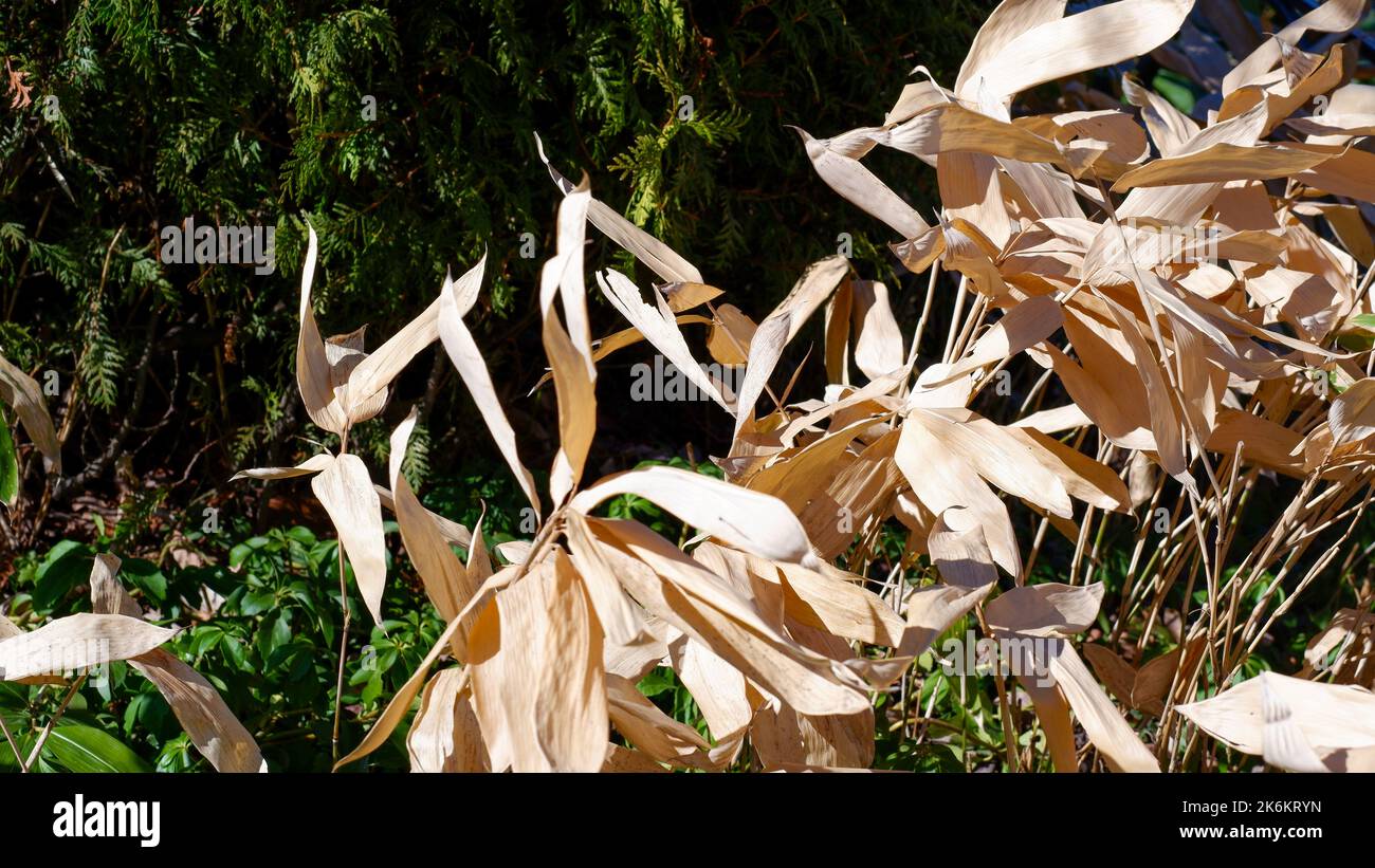 Trockenes Gras auf einem dunkelgrünen natürlichen Hintergrund. Getrocknetes natürliches beiges Gras in der Sonne. Herbstlandschaft. Stockfoto