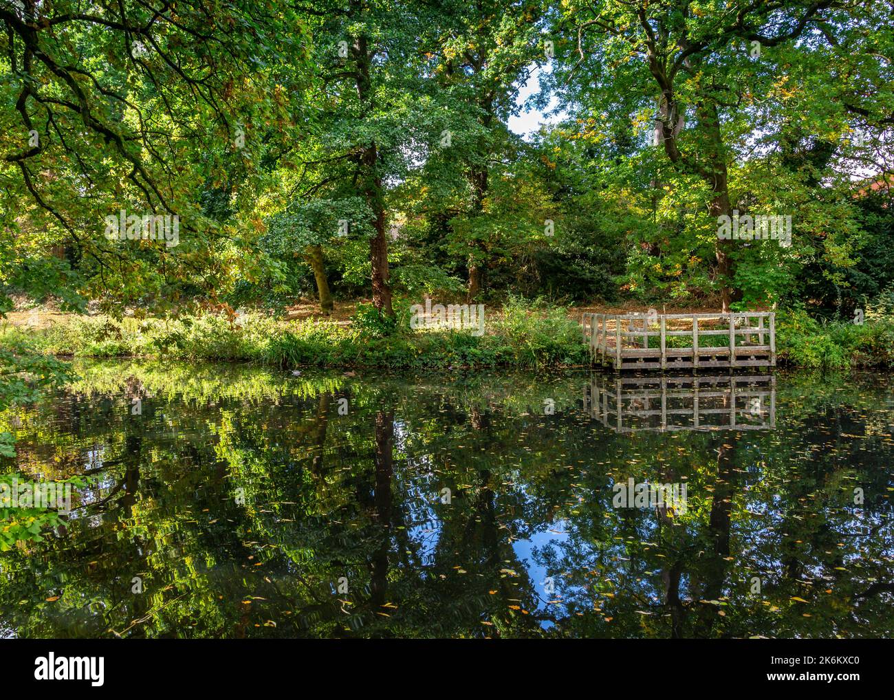 Waldlandschaft in Oakenshaw Spinney, Redditch, im Herbst. Stockfoto