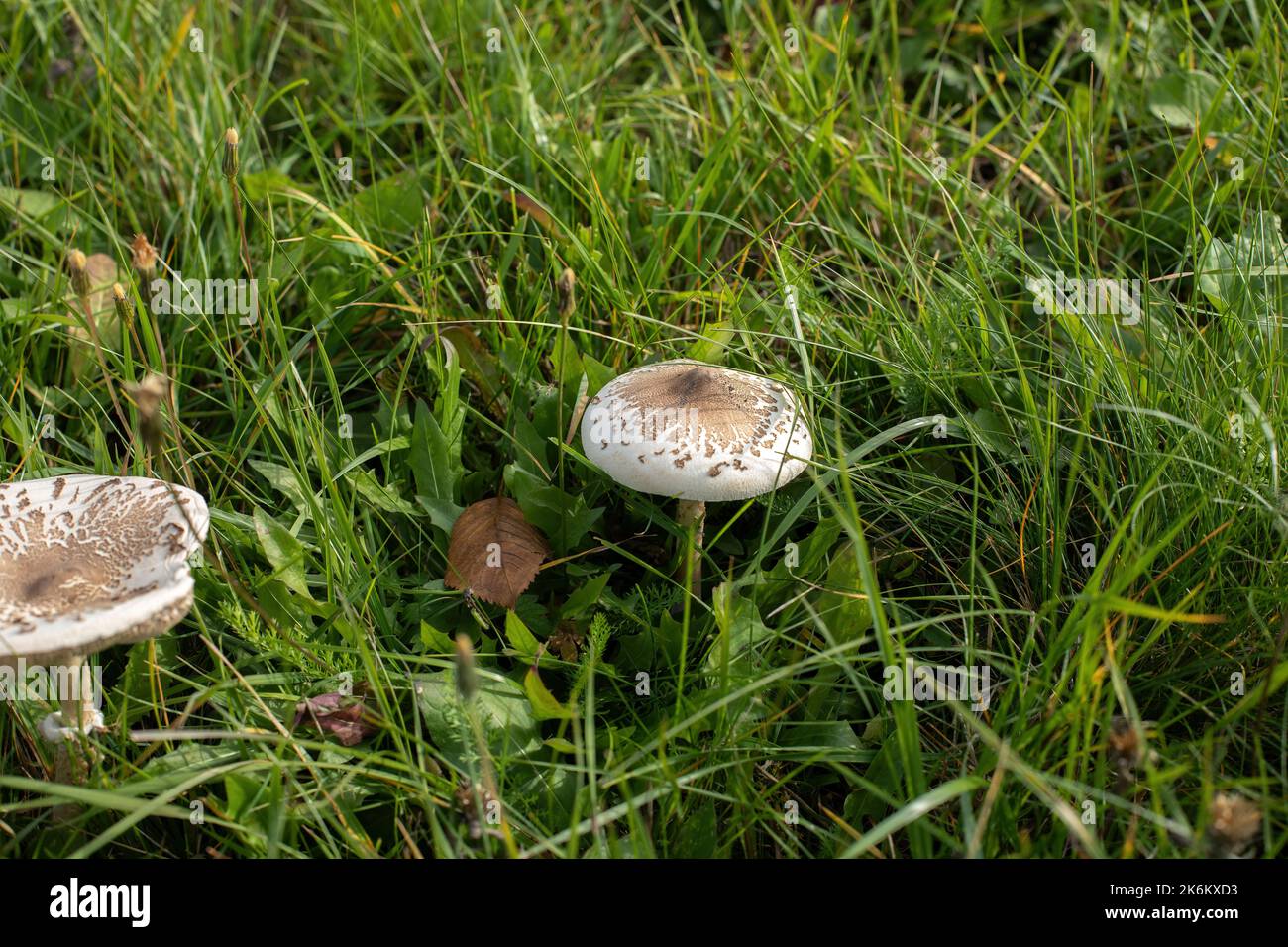 Pilze wachsen im Herbst auf der grünen Wiese. Hochwertige Fotos Stockfoto