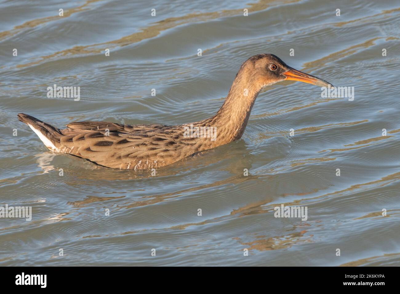 Ridgway's Rail (Rallus obsoletus) eine bedrohte Vogelart, die im Salzsumpfgebiet um die San Francisco Bay in Kalifornien gefunden wird. Stockfoto