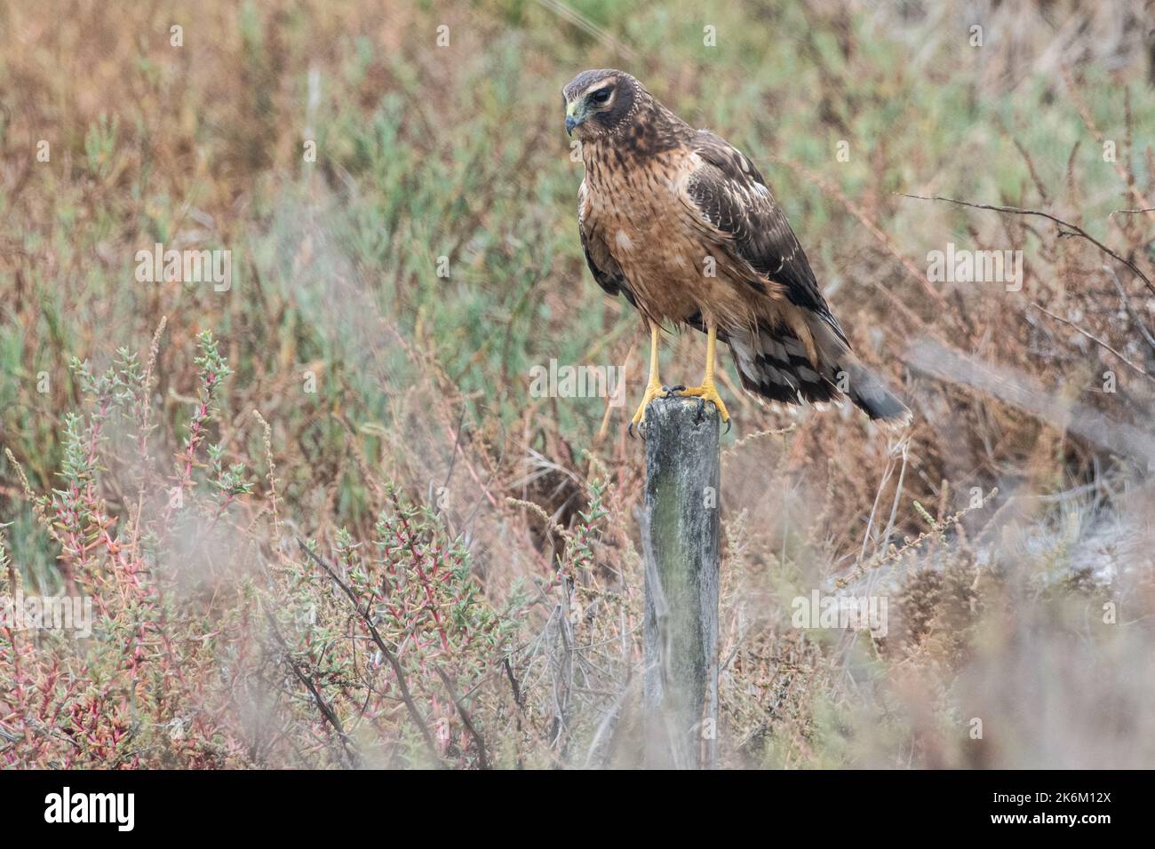 Eine Nordweihe (Circus hudsonius) aus dem Salzsumpfgebiet der Küste im Menlo Park, Kalifornien, USA. Stockfoto