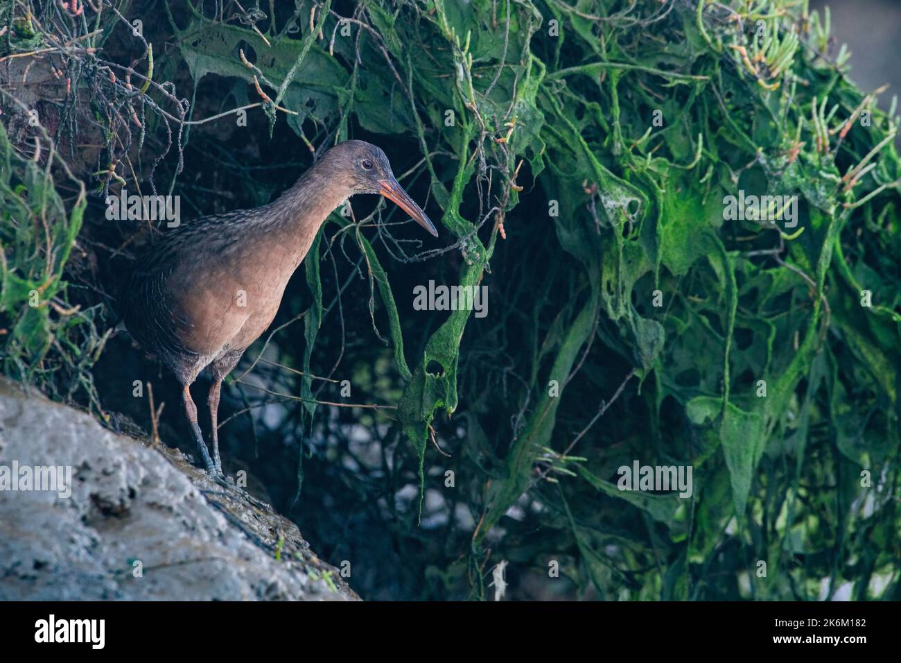 Ridgway's Rail (Rallus obsoletus) eine bedrohte Vogelart, die im Salzsumpfgebiet um die San Francisco Bay in Kalifornien gefunden wird. Stockfoto