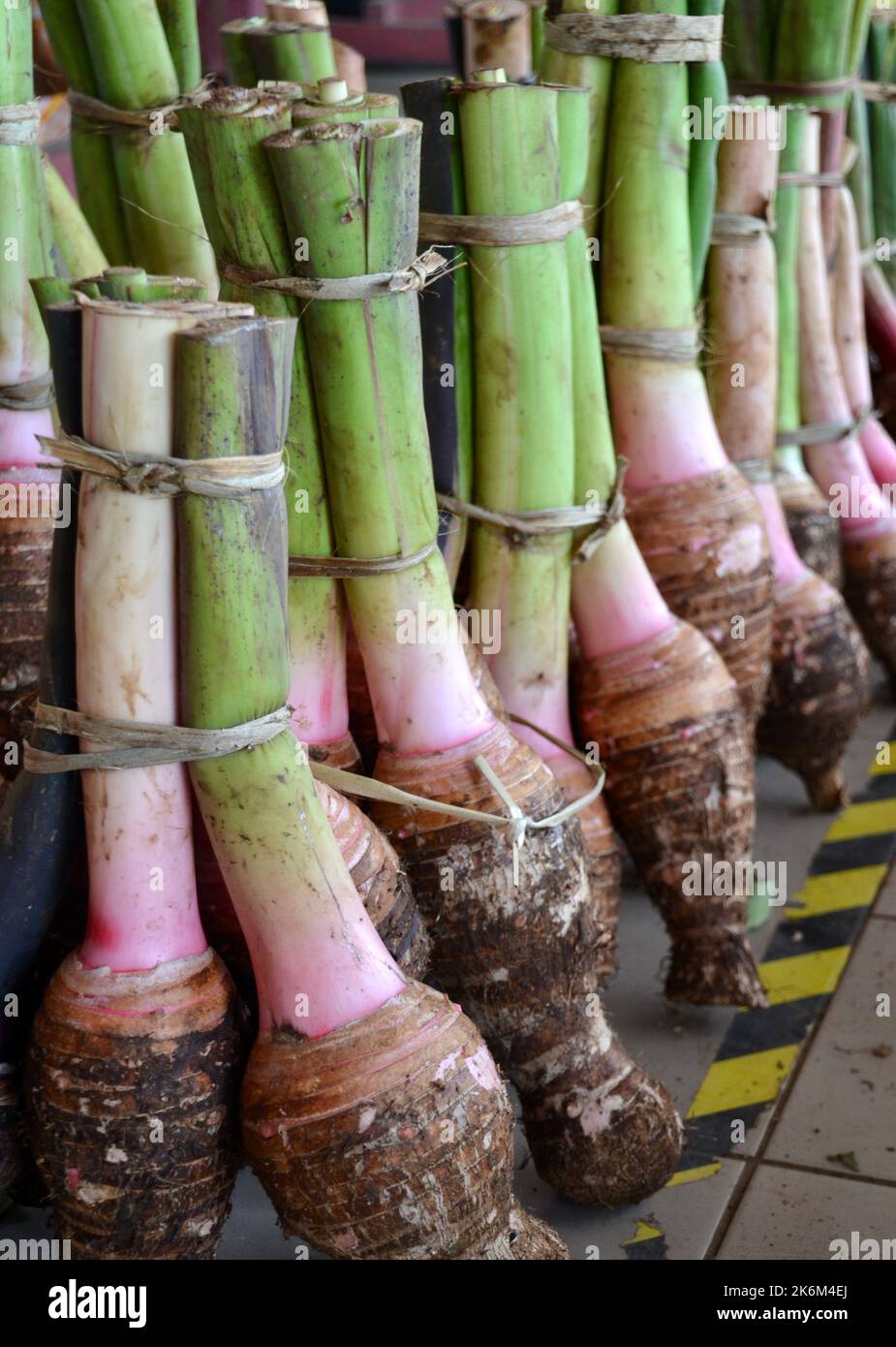 Pakete frisch gepflücktes Taro-Wurzelgemüse zum Verkauf auf dem Frischemarkt in Port Vila in Vanuatu Stockfoto