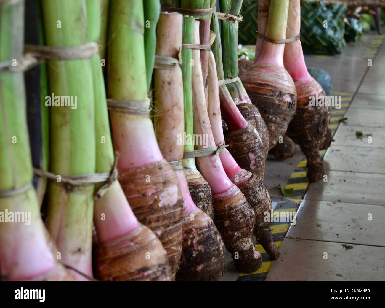 Frisches Bio-Taro-Wurzelgemüse zum Verkauf auf einem Obst- und Gemüsemarkt für frische Lebensmittel in Port Vila auf der südpazifischen Insel Vanuatu Stockfoto