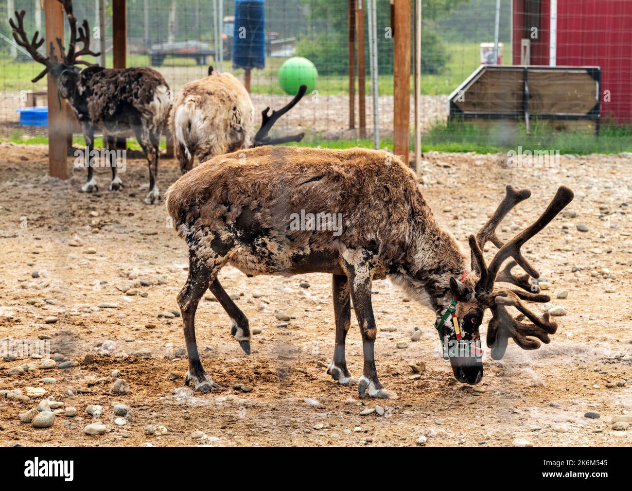 Santa's Rentier; Rentier Academy; Nordpol; Alaska; USA Stockfoto