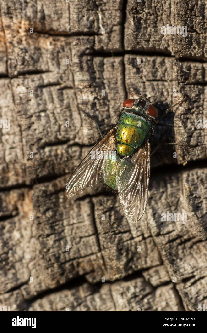 Grüne Fliege auf einer grauen Oberfläche Draufsicht Stockfoto