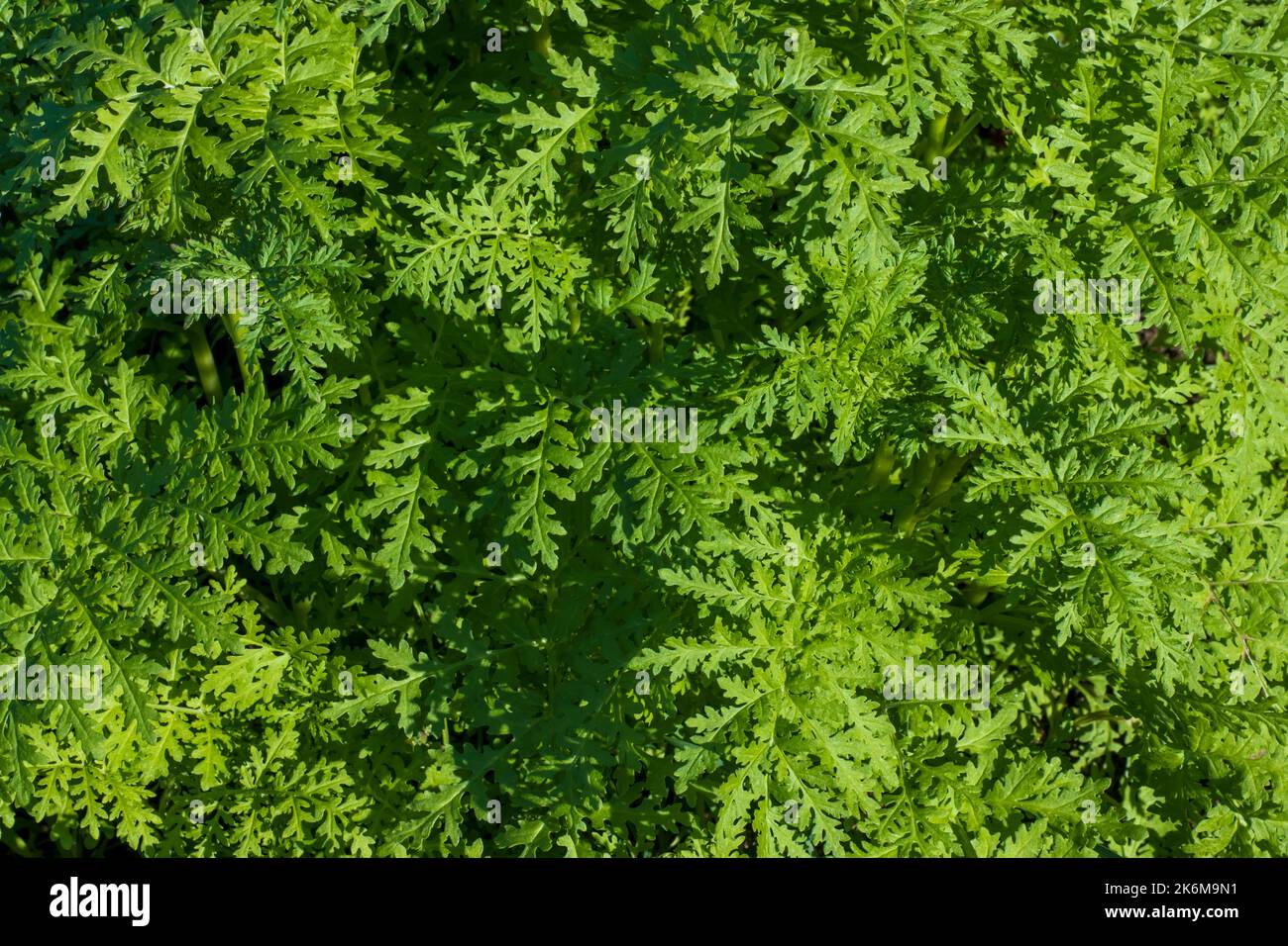 Leuchtend grüner landwirtschaftlicher Hintergrund für Phacelia Blätter Banner Stockfoto