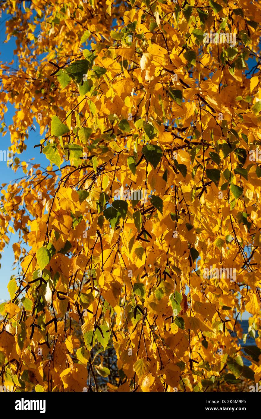 Birkenzweige mit goldenen Blättern, schöner Herbsthintergrund für ein Banner Stockfoto