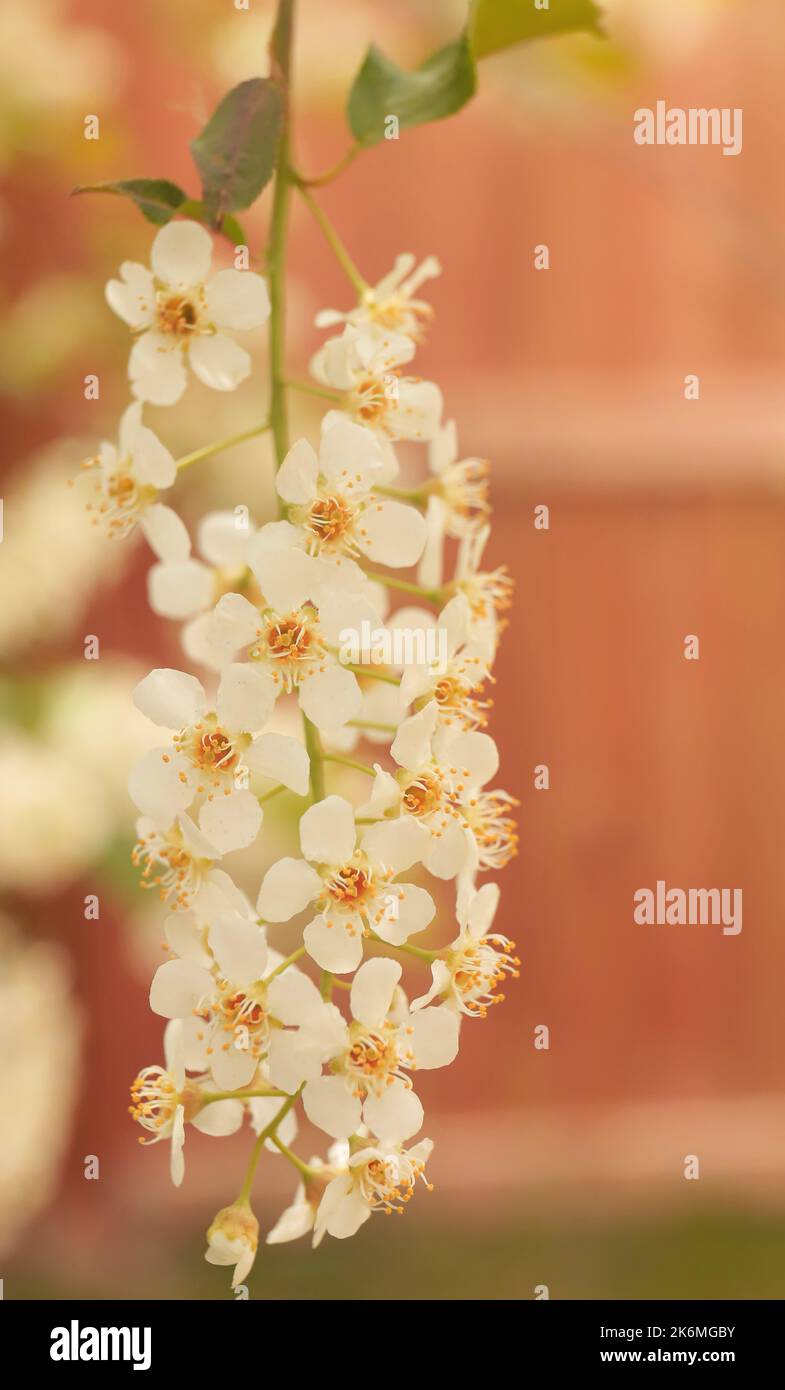 Der Frühling ist eine so schöne Jahreszeit. Die Luft riecht schön und frisch und das Leben kommt überall wieder. Stockfoto
